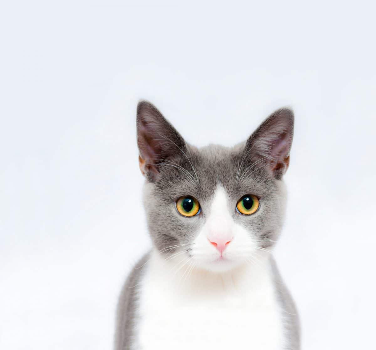 Fashionable Pets - Health Issues