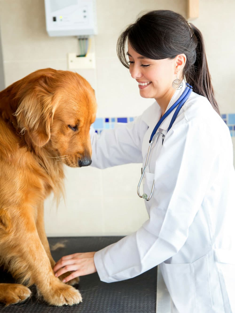 Recruitment Specialists for Veterinary Nurses & Surgeons